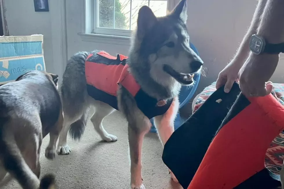 Hunter ‘mistakenly’ kills NJ rescue dog that was next to owner