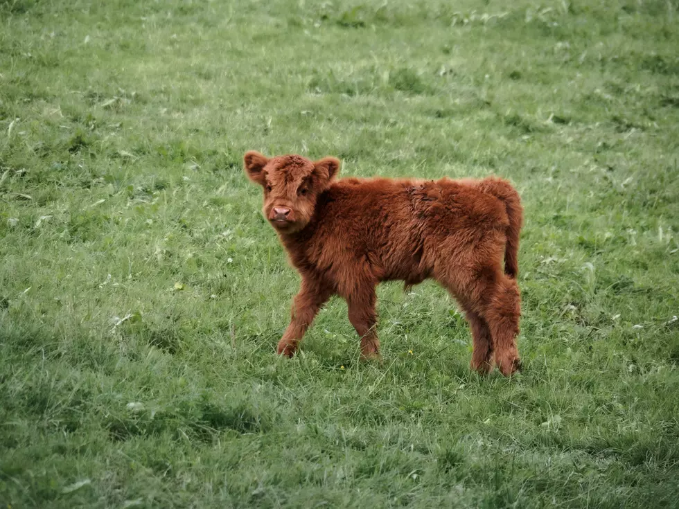 Mini Cows Getting Married In NJ