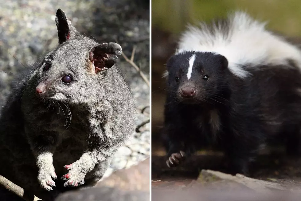 6 Weird Pets That Are Surprisingly Legal To Own In New Jersey